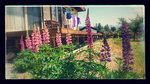 DSC_0121-EFFECTS.jpg