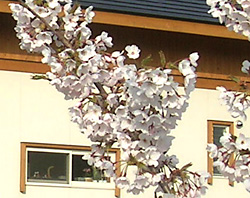 sakura.jpg