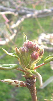 tubomi.jpg